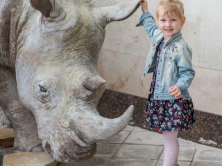 Фигура белого носорога Ceratotherium simum украсила вход в Дарвиновский музей