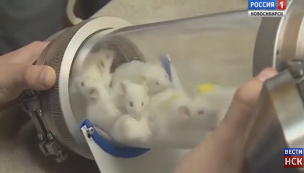 Изображение: стоп-кадр программы на канале Россия 1 Новосибирск