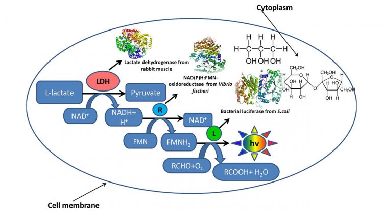 Схематическое изображение бактериальной клетки, внутри которой функционирует фрагмент метаболической цепочки в окружении глицерина и сахарозы, имитирующих внутриклеточное микроокружение. Источник: Олег Сутормин