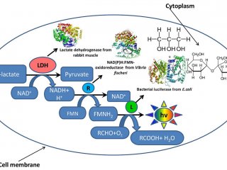 Схематическое изображение бактериальной клетки, внутри которой функционирует фрагмент метаболической цепочки в окружении глицерина и сахарозы, имитирующих внутриклеточное микроокружение. Источник: Олег Сутормин