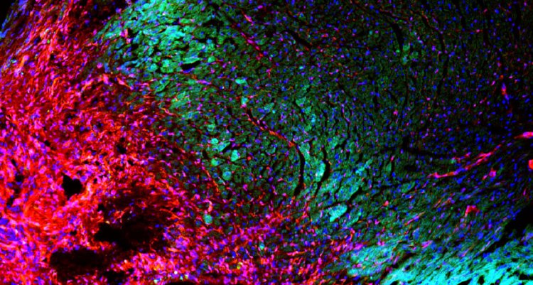 Ученые не обнаружили стволовые клетки в сердце мышей