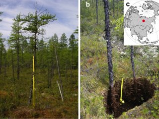 Лиственичный лес в зоне многолетней мерзлоты (слева) и подземная часть дерева, заросшая мхом (справа). Фото предоставлено Александром Кирдяновым