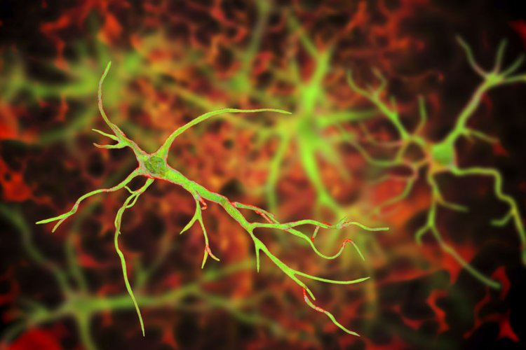 Астроциты в мозге играют важную роль в долговременной памяти