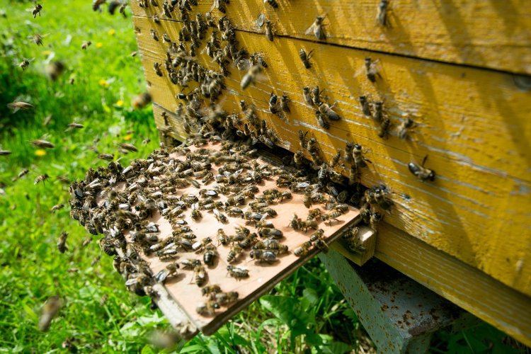 24 апреля в Аптекарском огороде открывается онлайн-школа пчеловодства "Самое сладкое хобби"