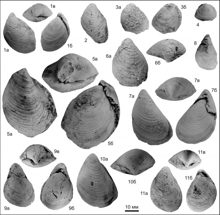 Моллюски в окрестностях Рязани 140 млн лет назад