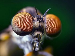 Воспроизведено покрытие, которое защищает глаза насекомых