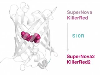 SuperNova2: создан новый фототоксичный белок