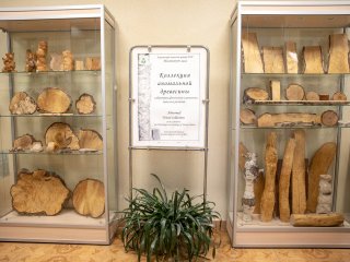 Коллекция аномальной древесины в КарНЦ РАН.