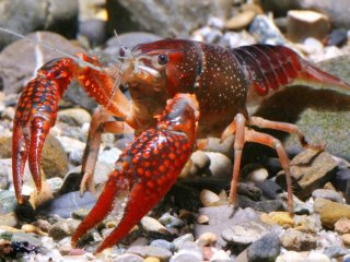 красный калифорнийский рак (Procambarus clarkii)