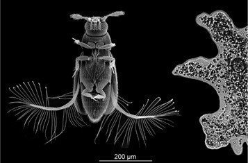 Внешний вид жука-перокрылки Paratuposa placentis и его размеры по сравнению с амёбой Amoeba proteus. Из Farisenkov et al., 2021 с изменениями