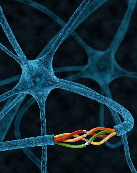 У круглых червей найдена молекула, которая помогает нервным клеткам восстановиться 