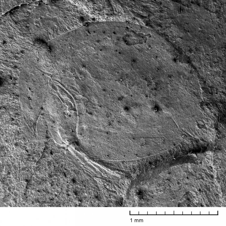 Ископаемое мезозойское ветвистоусое ракообразное Prochydorus rotundus, фотография выполнена при помощи сканирующего электронного микроскопа