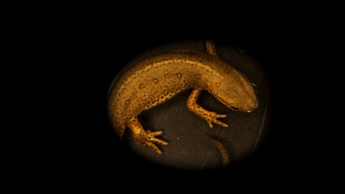 Стареющие клетки помогают саламандрам вырастить новые конечности  