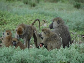 Прочные социальные связи могут увеличить продолжительность жизни у бабуинов с тяжелым детством