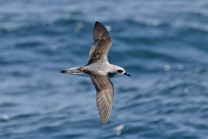 В Средиземноморье морские птицы больше всего подвержены риску исчезновения из-за воздействия микропластика 