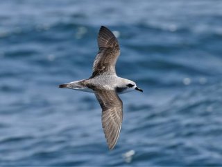 В Средиземноморье морские птицы больше всего подвержены риску исчезновения из-за воздействия микропластика 