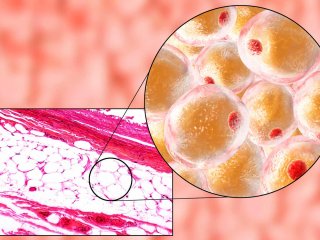 Жиры в организме человека. Источник: Dr_Microbe / iStock