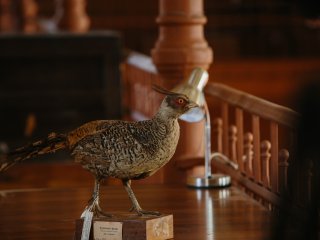 В Зоологическом музее МГУ. Фото: Ольга Мерзлякова / «Научная Россия»