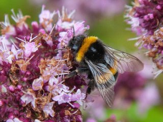 1. Bombus lukorum Фото Юлии Колосовой