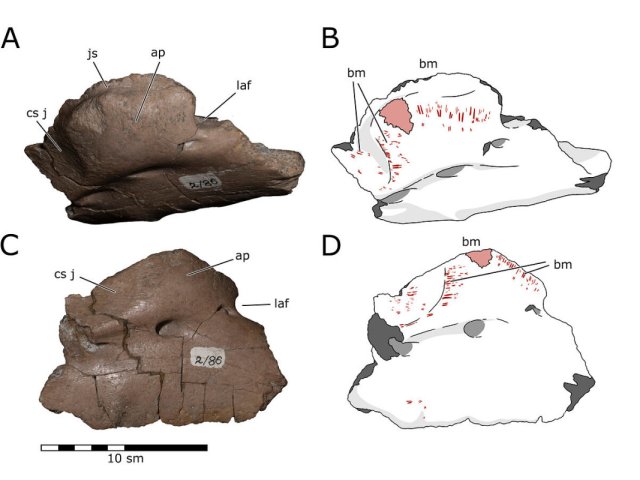 Челюсть гадрозавра Kundurosaurus nagornyi со следами зубов. Предоставлено Павлом Скучасом