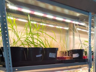 Мискантус, который специалисты вырастили в лаборатории УрФУ. Фото: пресс-служба УрФУ