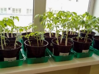 Экспериментальные томаты_УрФУ