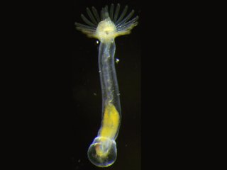 Источник: Елена Темерева, биологический факультет МГУ