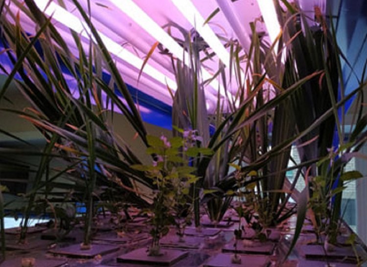 Выращивание Iris sibirica L. — перспективного растения с лекарственной активностью, выступавшего в исследовании в качестве модельного объекта. Фото предоставлено Людмилой Карцовой