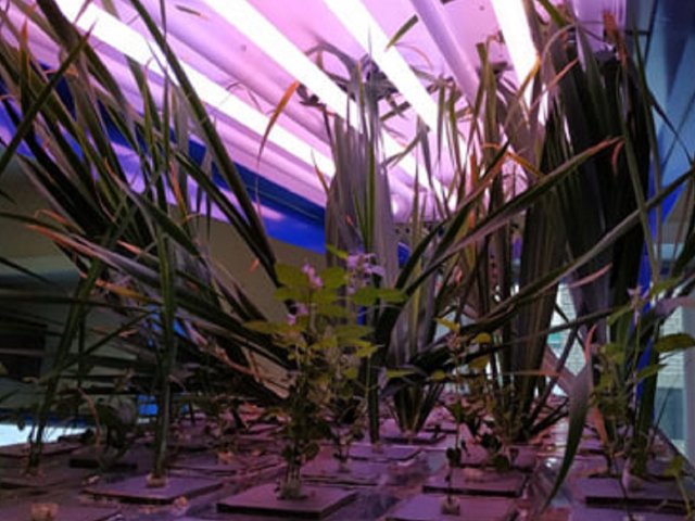 Выращивание Iris sibirica L. — перспективного растения с лекарственной активностью, выступавшего в исследовании в качестве модельного объекта. Предоставлено Людмилой Карцовой