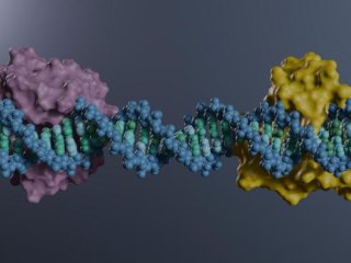 Иллюстрация того, как SMUG1 и APE1 связываются с нашей ДНК. Фото: Julian Ludäscher/Stockholm University