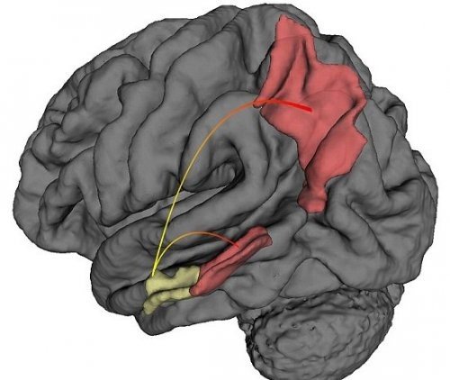 Обнаружена область мозга, отвечающая за ориентацию в пространстве