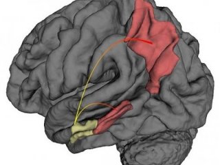 Обнаружена область мозга, отвечающая за ориентацию в пространстве