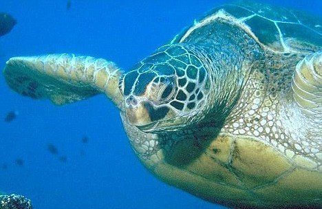Морские черепахи ищут дом, ориентируясь на магнитное поле Земли