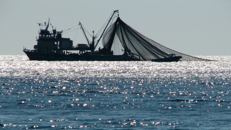 Ученые просят запретить лов рыбы в открытом море