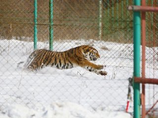 Тигры-хулиганы переехали на новые места жительства