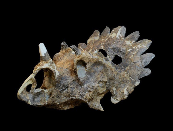 Хеллбой — новый рогатый динозавр, найденный в Канаде