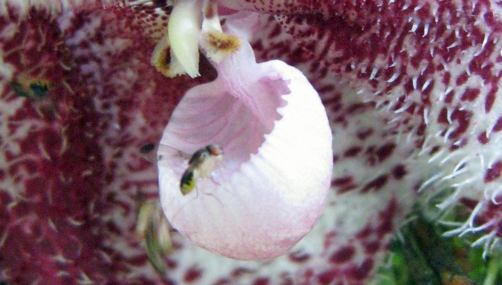 Как орхидея мимикрирует под гриб