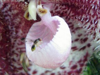 Как орхидея мимикрирует под гриб