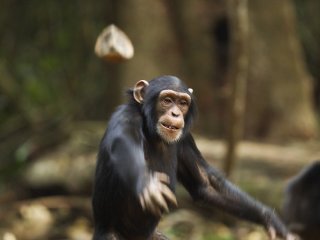 Уникальная видеозапись загадочного «ритуала» шимпанзе