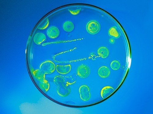 ООН призывает совместно бороться с резистентностью бактерий