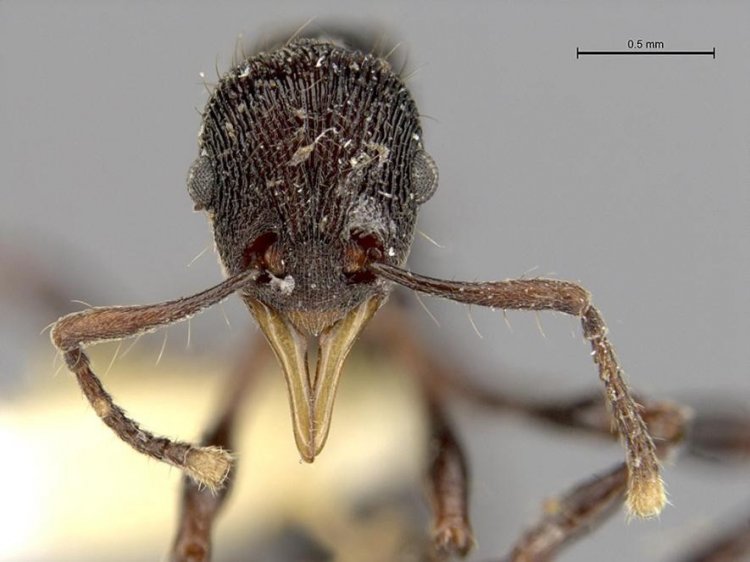 Новый вид муравья нашли в желудке лягушки