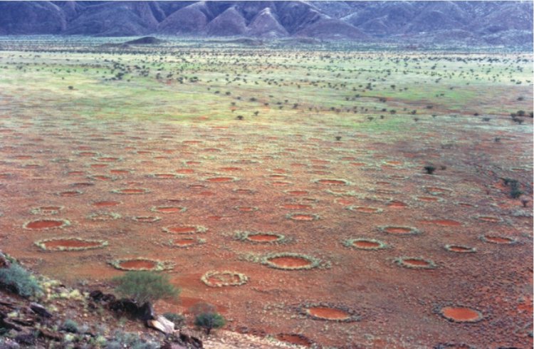«Ведьмины круги» на полях — работа термитов и жадных растений