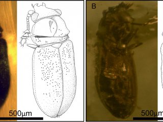 Биолог МГУ обнаружил новый род жуков семейства Crytophagidae в янтаре из Испании