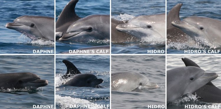 Дельфина можно узнать в лицо