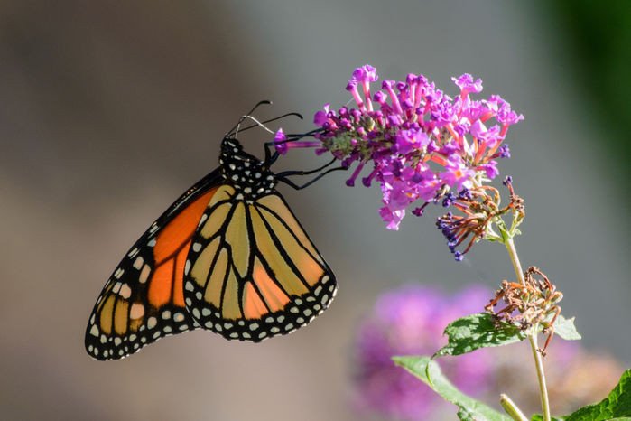 Калифорнийским монархам грозит вымирание