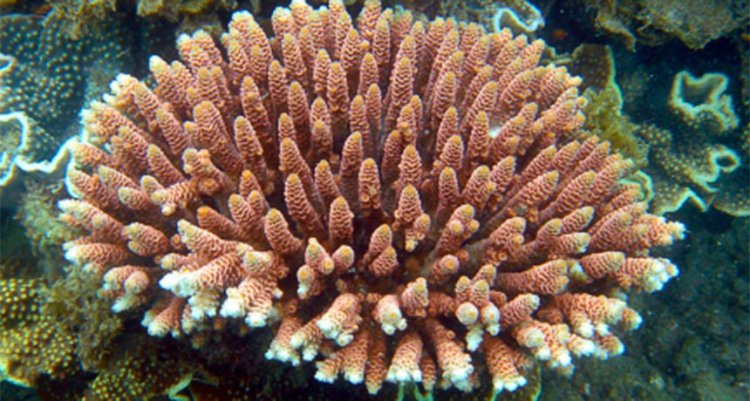 Некоторые виды кораллов смогут выжить в условиях потепления Мирового океана