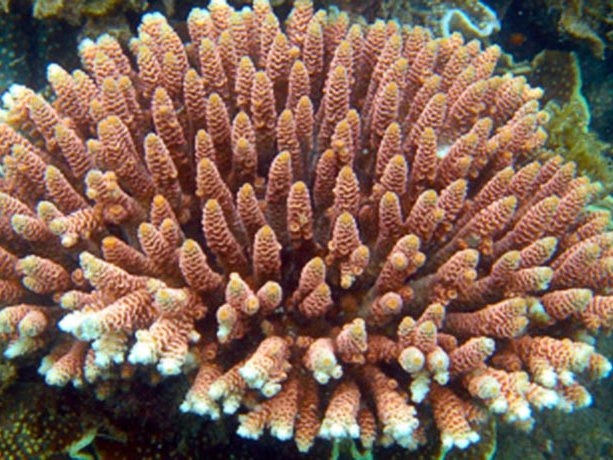 Формат корал у изображения