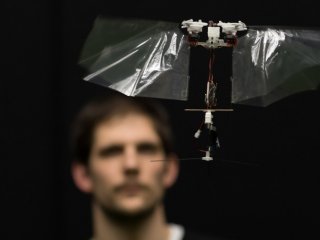 Летающий робот помог раскрыть секреты воздушных маневров плодовых мух