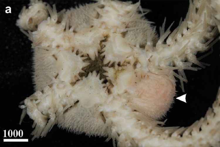Иллюстрация: Фотография офиуры Ophiacantha pacifica, инфицированной паразитом Ascothorax rybakovi // Источник: Kolbasov, G.A. & Petrunina, A.S. Mar Biodiv (2018). https://doi.org/10.1007/s12526-018-0921-6