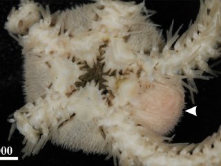 Иллюстрация: Фотография офиуры Ophiacantha pacifica, инфицированной паразитом Ascothorax rybakovi // Источник: Kolbasov, G.A. & Petrunina, A.S. Mar Biodiv (2018). https://doi.org/10.1007/s12526-018-0921-6